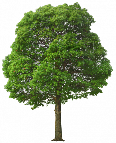 rounded green tree transparent image